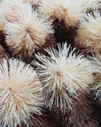Ethical Global - Premium Boxed Bottle Brush Extra Large - All Natural