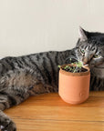 Tiny Terracotta Pet Grow Kits