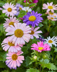 Flower Seed Pop (Single)