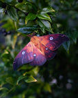 'Fire' Moth Set