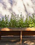 Seed Pops - Pollinator