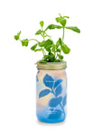 Garden Jars - Organic Herbs