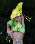 'African Moon Moth' Luna Moth Set