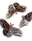 'Autumn' Cecropia Moth Set
