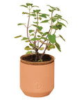 Tiny Terracotta Pet Grow Kits