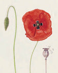 The Seed Collector's Kit