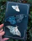 'Midnight Ghost' Moth Set