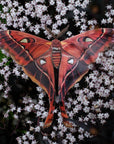 'Fire' Moth Set
