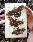 'Autumn' Cecropia Moth Set