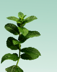 Davids kids + adults nano-hydroxyapatite / mild mint