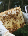 Bee's Wrap - Queen Bee Med. singles