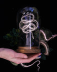 'Ouroboros' Mini Snake Skeleton Set