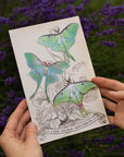 'Moonwake' Luna Moth Set
