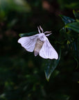 'Midnight Ghost' Moth Set