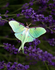 'Moonwake' Luna Moth Set